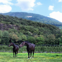 photography beautiful cavalli horses cute animals
