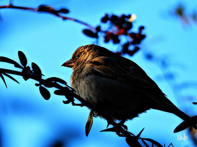 how to photograph birds both far and near